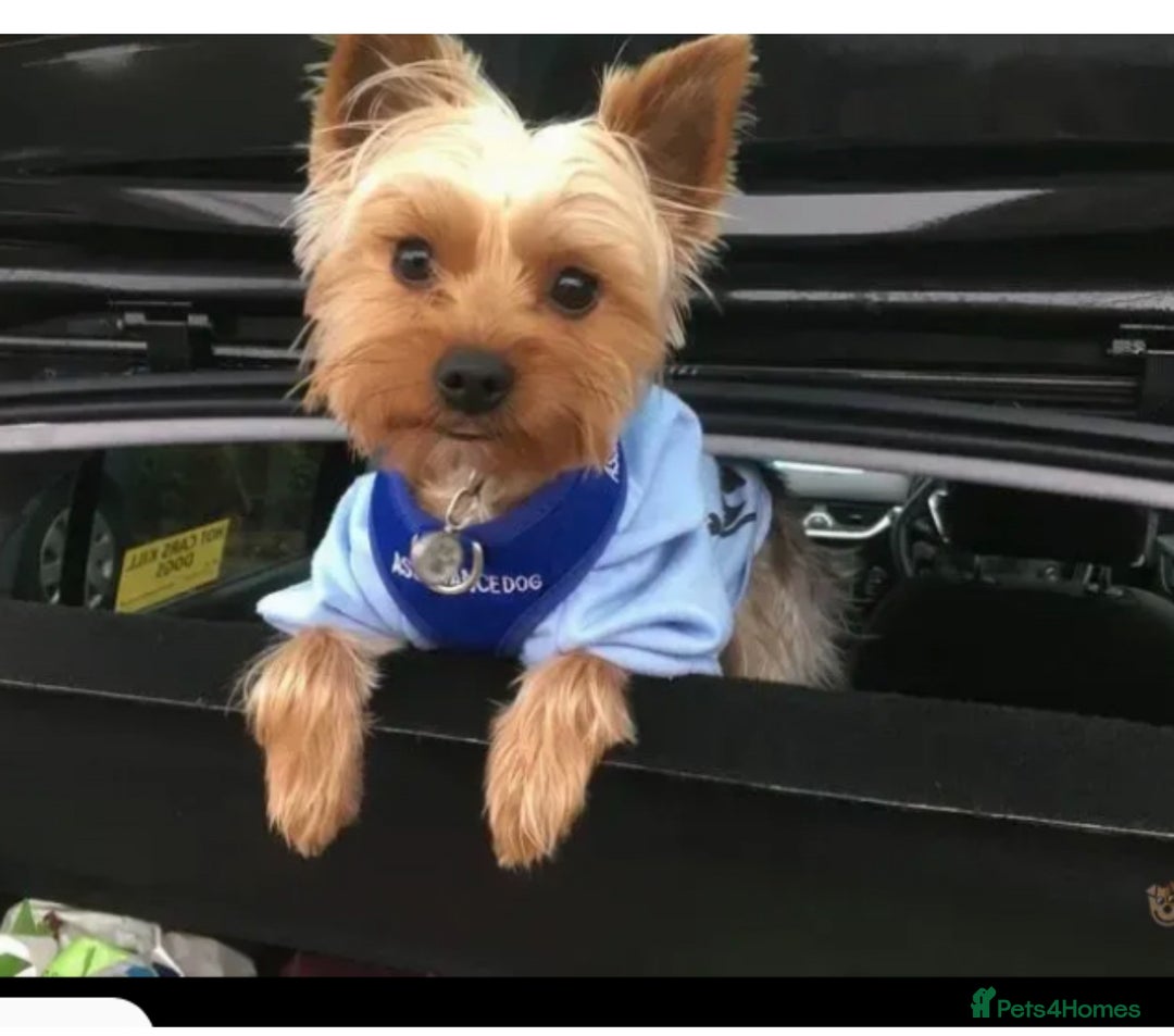 Yorkshire Terrier dogs for sale: Yorkshire Terrier Pups - Image 13