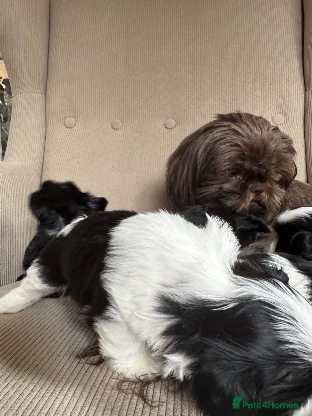 Shih Tzu dogs for sale: Imperial shihtzu boy  in Eastleigh - Advert 2
