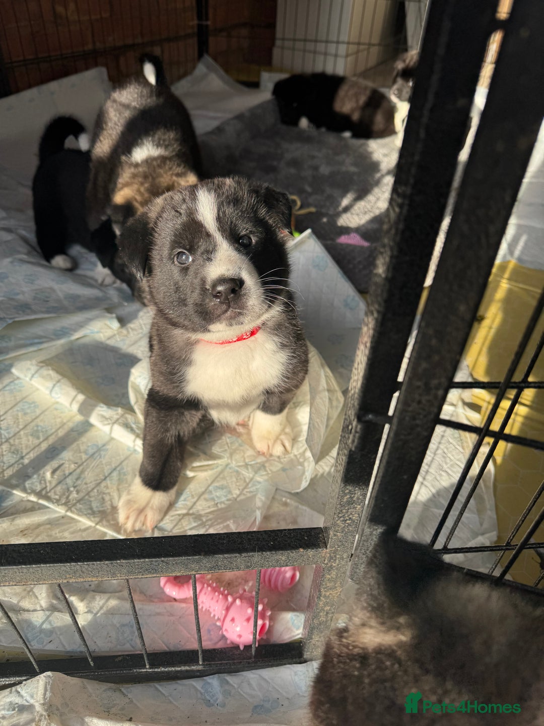 Akita dogs for sale: Black Mask American Akita Puppies - Advert 1