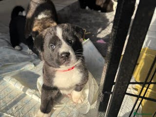 Akita dogs Black Mask American Akita Puppies - Advert 14