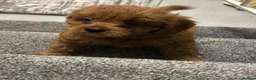 Cavapoo dogs for sale: Cavapoo  - Advert 3