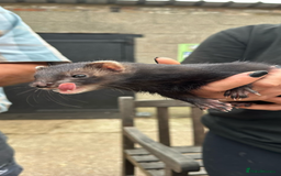 Ferret rodents for sale: Polecat Jills - Image 1