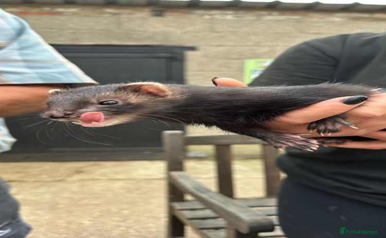 Ferret rodents - Advert 1