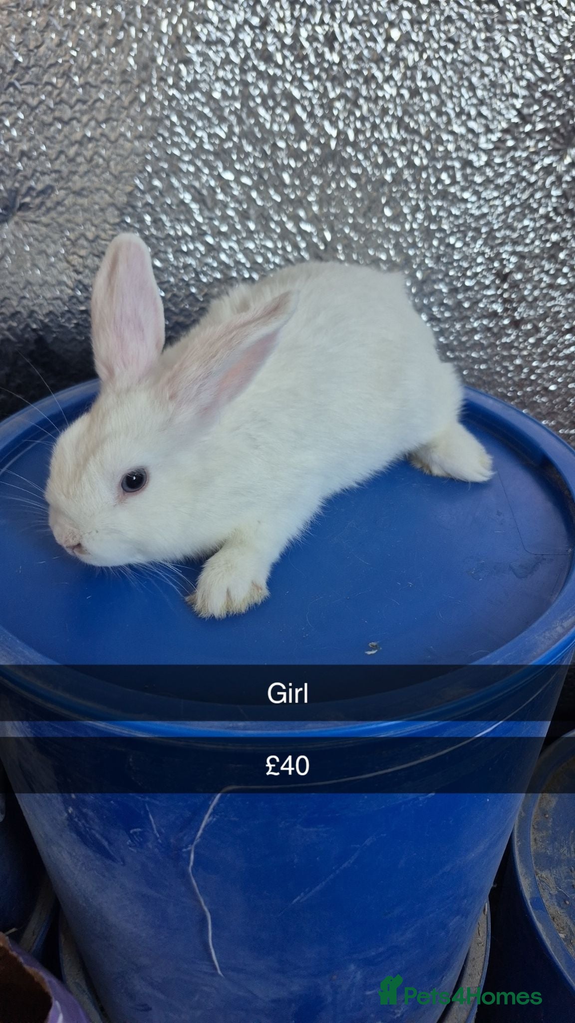 Mixed Breed rabbits Baby Lionhead Rabbits 8 week old, handled daily  - Advert 12