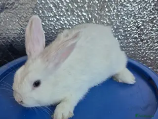 Mixed Breed rabbits Baby Lionhead Rabbits 8 week old, handled daily - Advert 12
