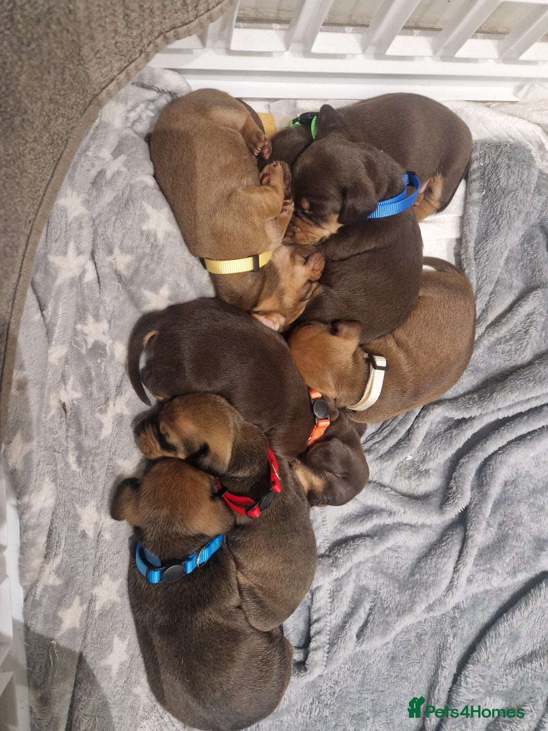 Dachshund dogs for sale: Littre of 7 Dachshund puppies ONLY 1 GIRLS LEFT !! - Advert 13