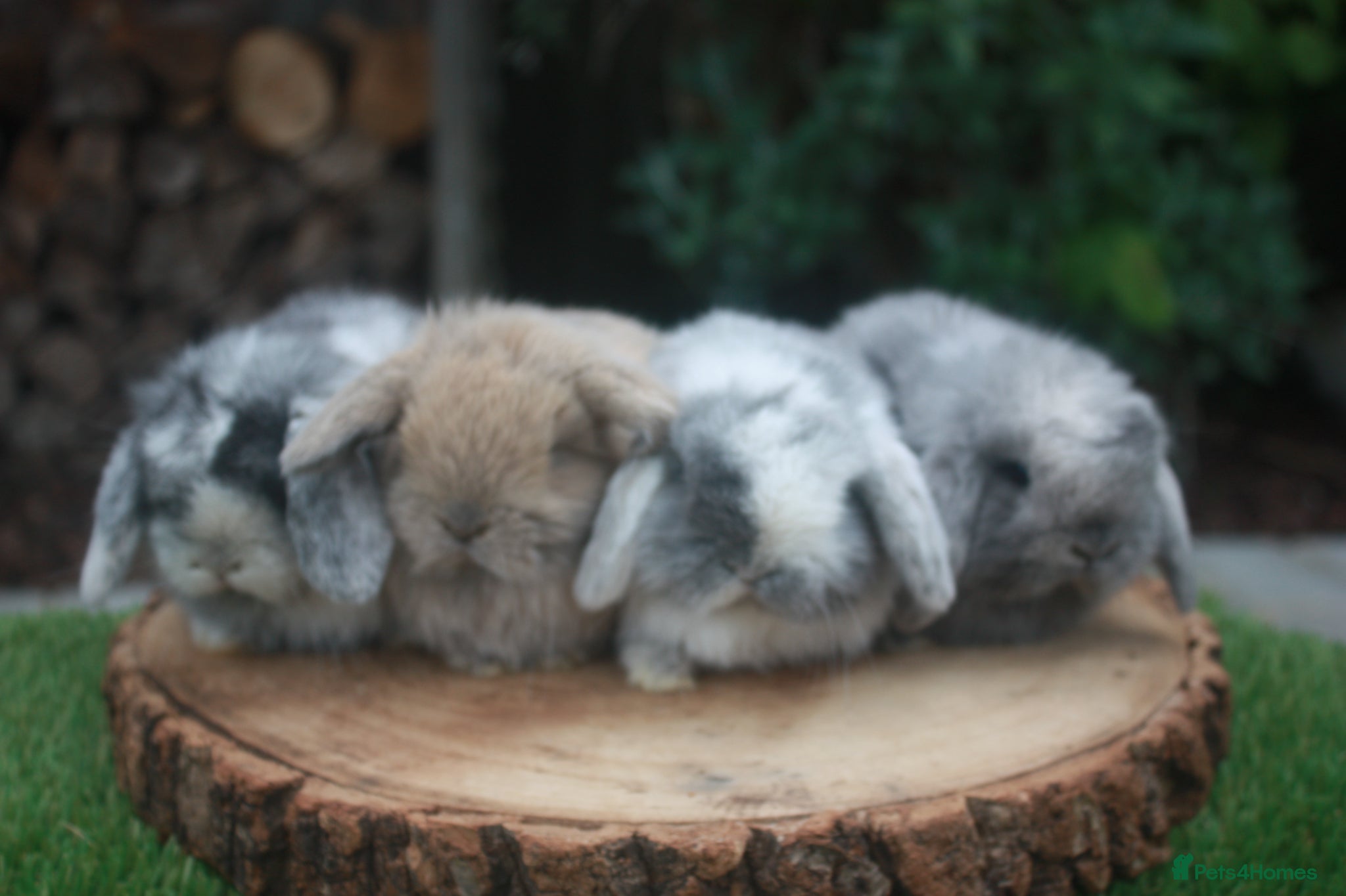Mini Lop rabbits Pure bred Mini lop baby rabbits  - Advert 20
