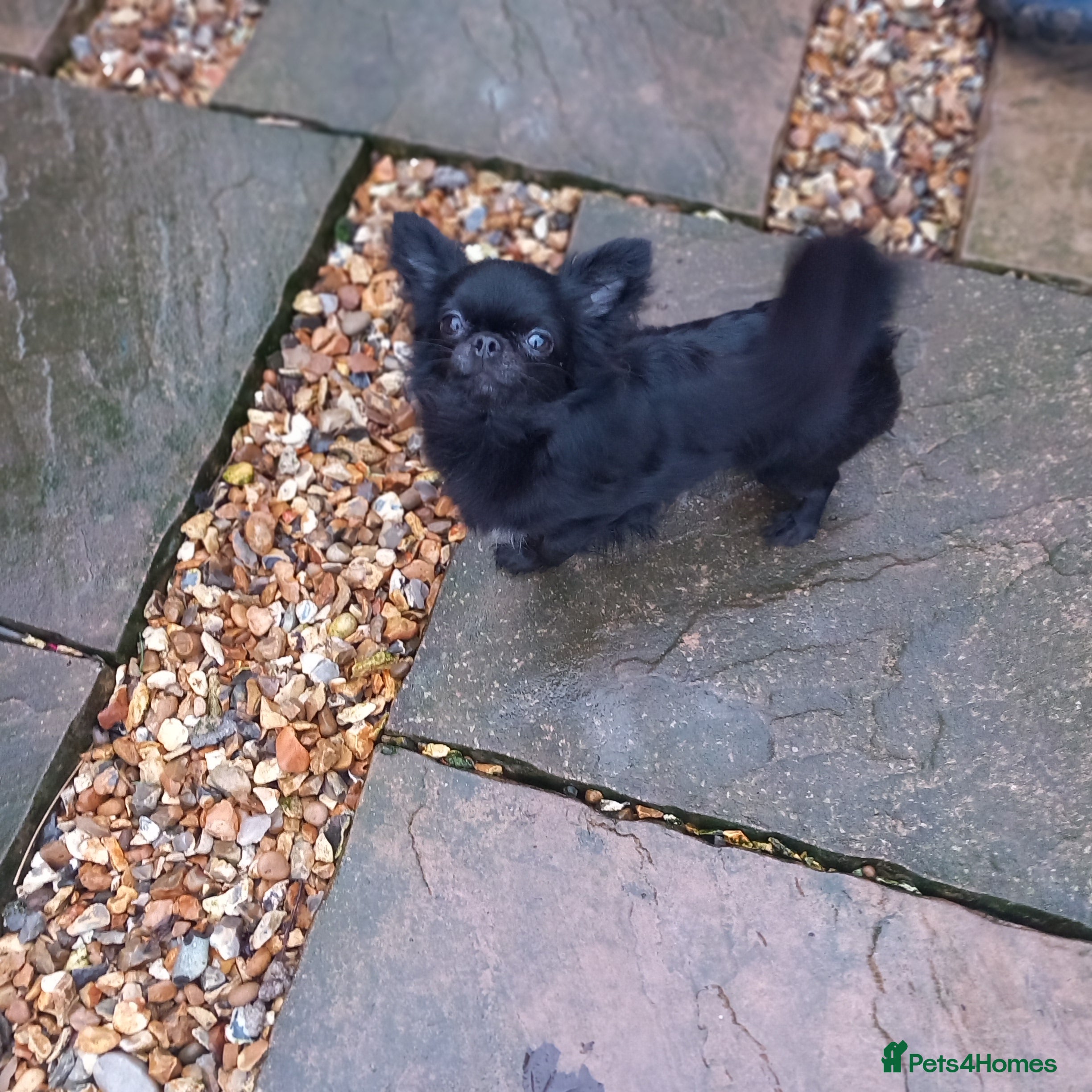 Chihuahua dogs ❤️‍🔥Long-coat Girl❤️‍🔥DNA tested❤️‍🔥PET only!! - Advert 3