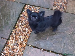 Chihuahua dogs ❤️🔥Long-coat Girl❤️🔥DNA tested❤️🔥PET only!! - Advert 1