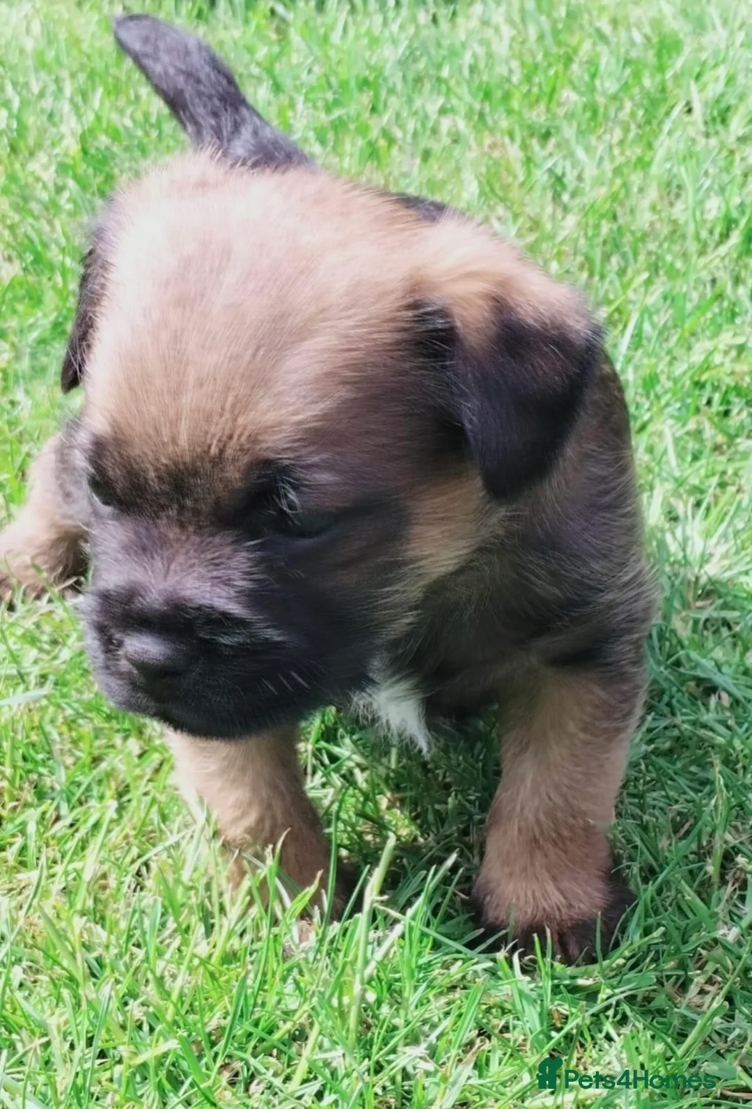Border Terrier dogs for sale: Beautiful Borders - Advert 1