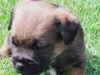 Border Terrier dogs Beautiful Borders - Advert 5