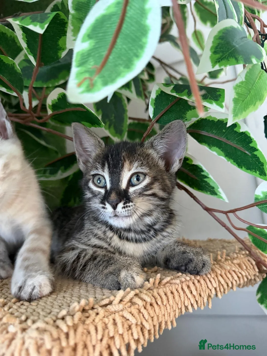 Bengal cats for sale: Bengal cross kittens - Advert 1