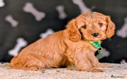 Cavapoo dogs for sale: Adorable Cavapoo Puppies Ready for thier new home - Image 7