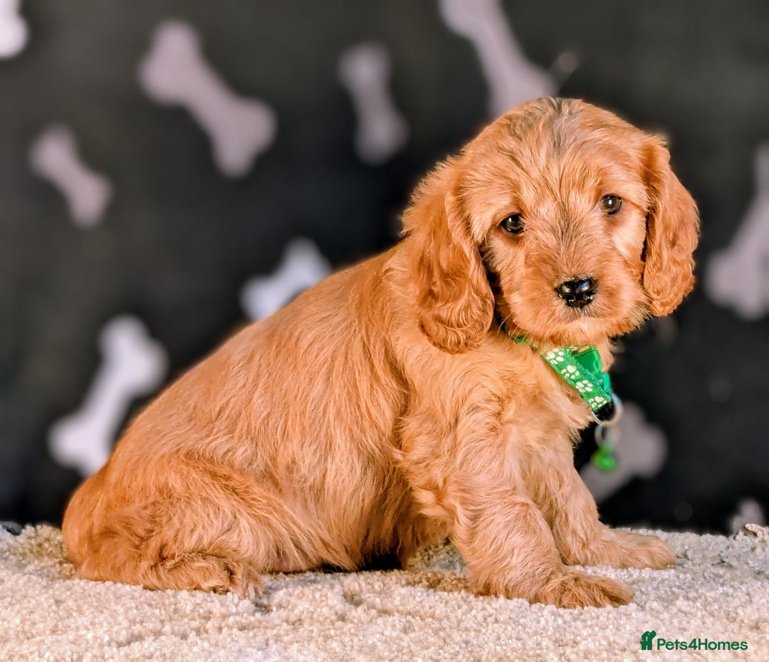 Cavapoo dogs for sale: Adorable Cavapoo Puppies Ready for thier new home - Image 7