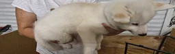 Siberian Husky dogs for sale: 5 Boys & 2 Girls Siberian Huskies – b. 21/5/26 - Advert 3