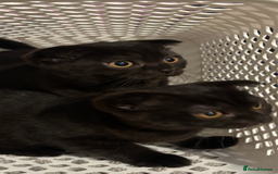 Scottish Fold cats for sale: Stunning Scottish fold and straight kittens - Image 1