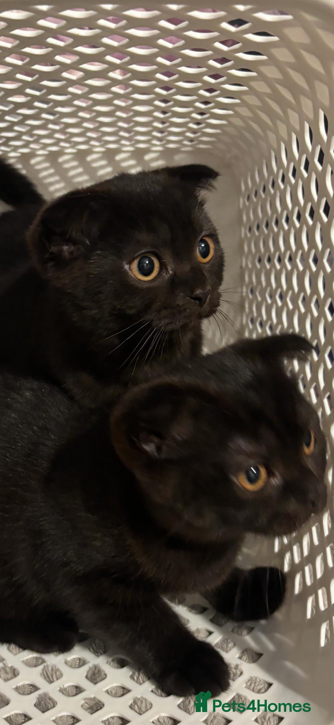Scottish Fold cats for sale: Stunning Scottish fold and straight kittens - Image 1