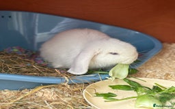 English Lop rabbits for sale: Rabbit & hutch & toys/food if wanted - Image 3