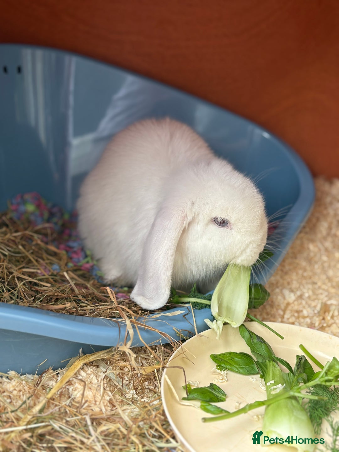 English Lop rabbits for sale: Rabbit & hutch & toys/food if wanted - Image 3