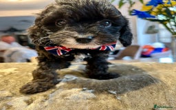 Cavapoo dogs for sale: Real Life Teddy Bears, Cavapoo babies  - Image 5
