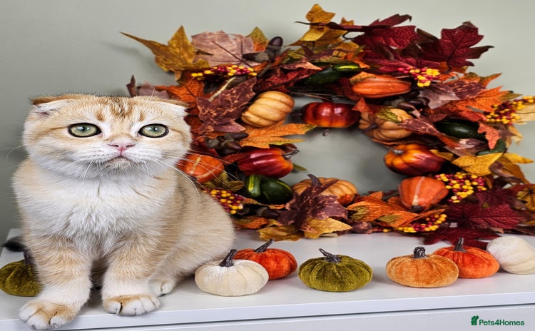 Scottish Fold cats - Advert 2