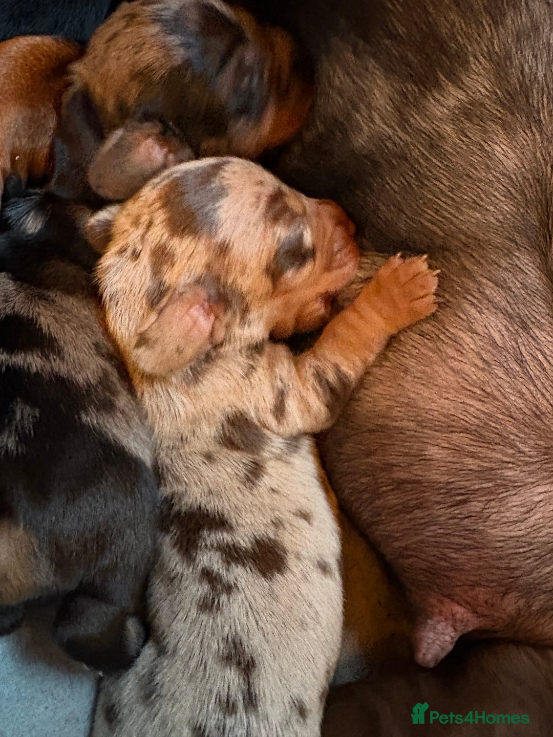 Miniature Dachshund dogs for sale: Miniature dachshunds smooth hair puppy’s  - Image 11