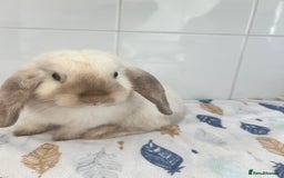 Mini Lop rabbits for sale: Beautiful mini lops bunnies - Image 1