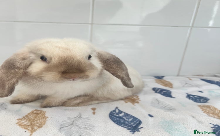 Mini Lop rabbits - Advert 2