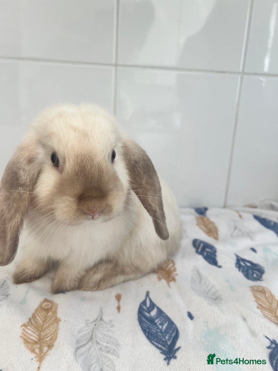 Mini Lop rabbits for sale: Beautiful mini lops bunnies - Image 1
