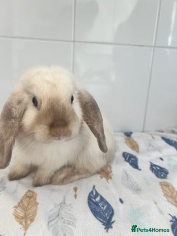Mini Lop rabbits - Advert 4