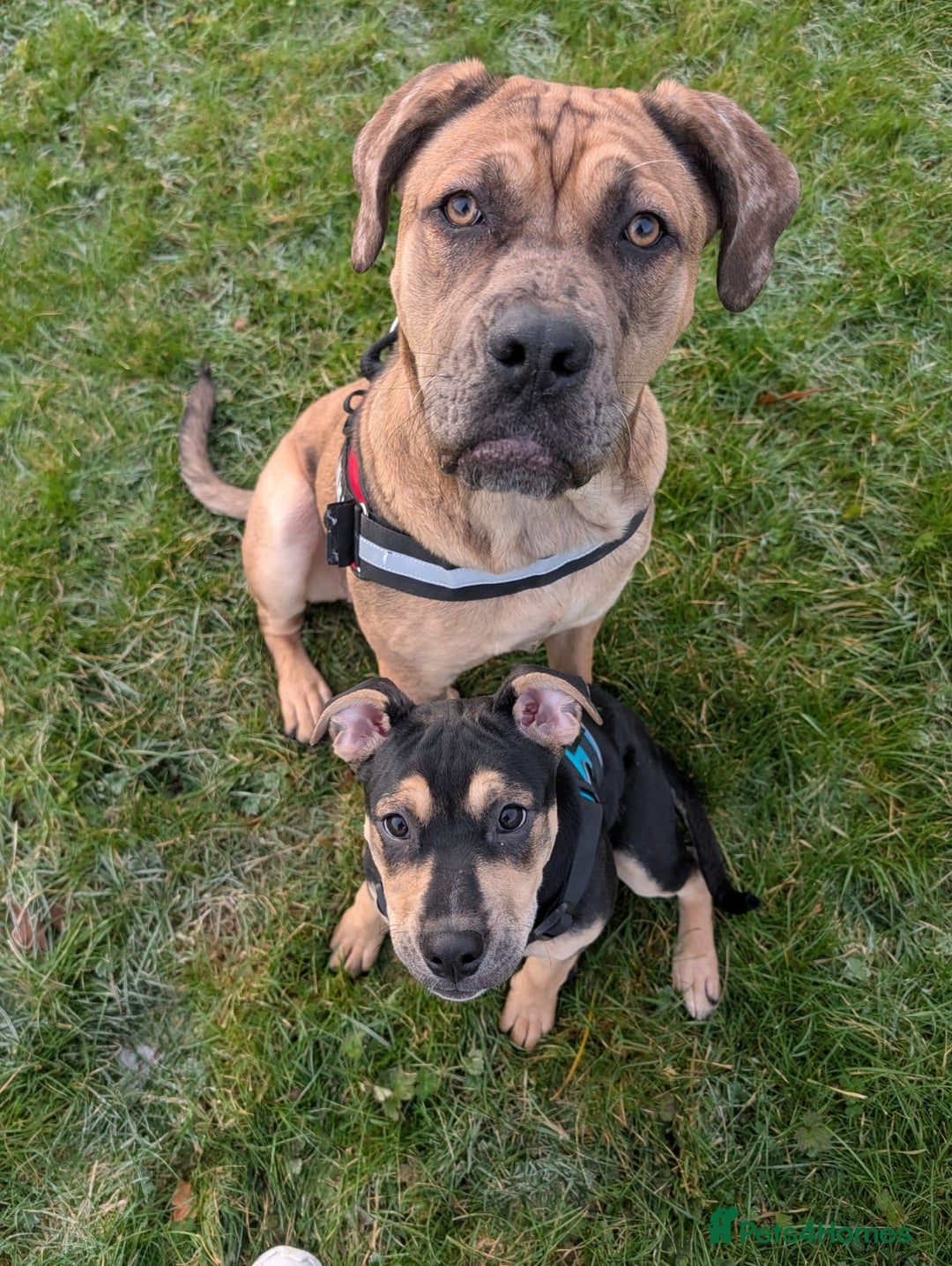 Cane Corso dogs for sale: 7 month female cane corso for sale  - Advert 1