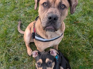 Cane Corso dogs 7 month female cane corso for sale - Advert 1