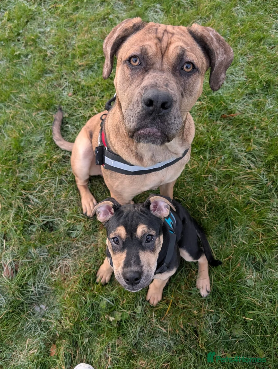 Cane Corso dogs for sale: 7 month female cane corso for sale  - Advert 1