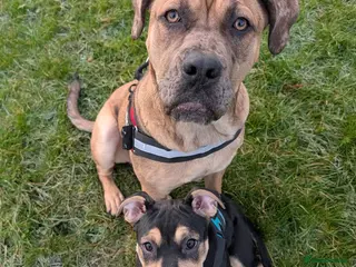 Cane Corso dogs 7 month female cane corso for sale - Advert 4