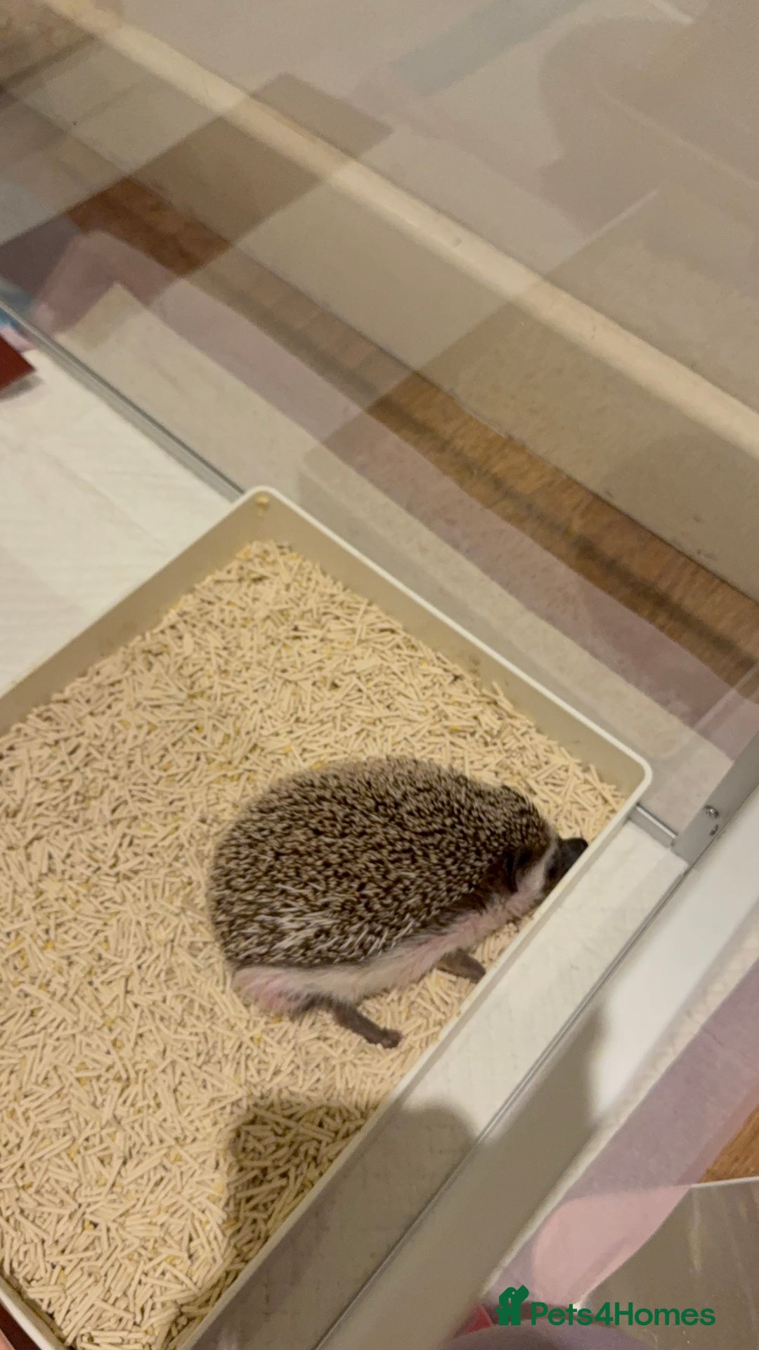 Pygmy Hedgehog rodents for sale: Male Black African Pygmy Hedgehog - Advert 4