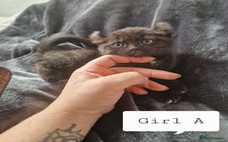 Mixed Breed cats for sale: 4 peculiar kittens with elf ears ❤️ - Image 7