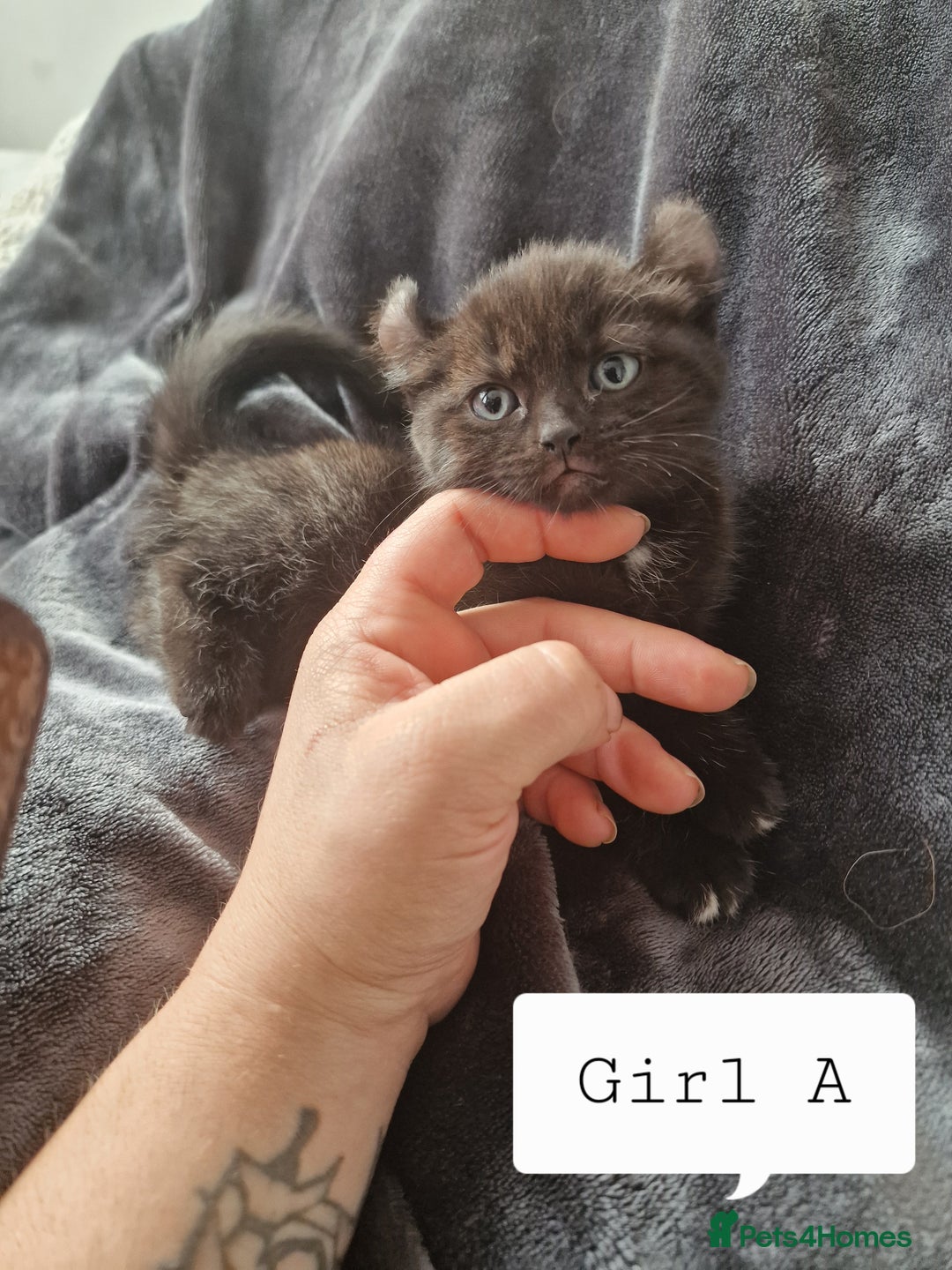 Mixed Breed cats for sale: 4 peculiar kittens with elf ears ❤️ - Image 7