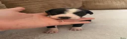 Mixed Breed dogs for sale: 🐾✨ TWO Border Collie x Blue Heeler Pups left ✨🐾 - Advert 33