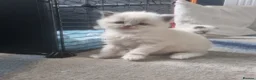 Ragdoll cats for sale: Ragdoll x in Hastings - Advert 6