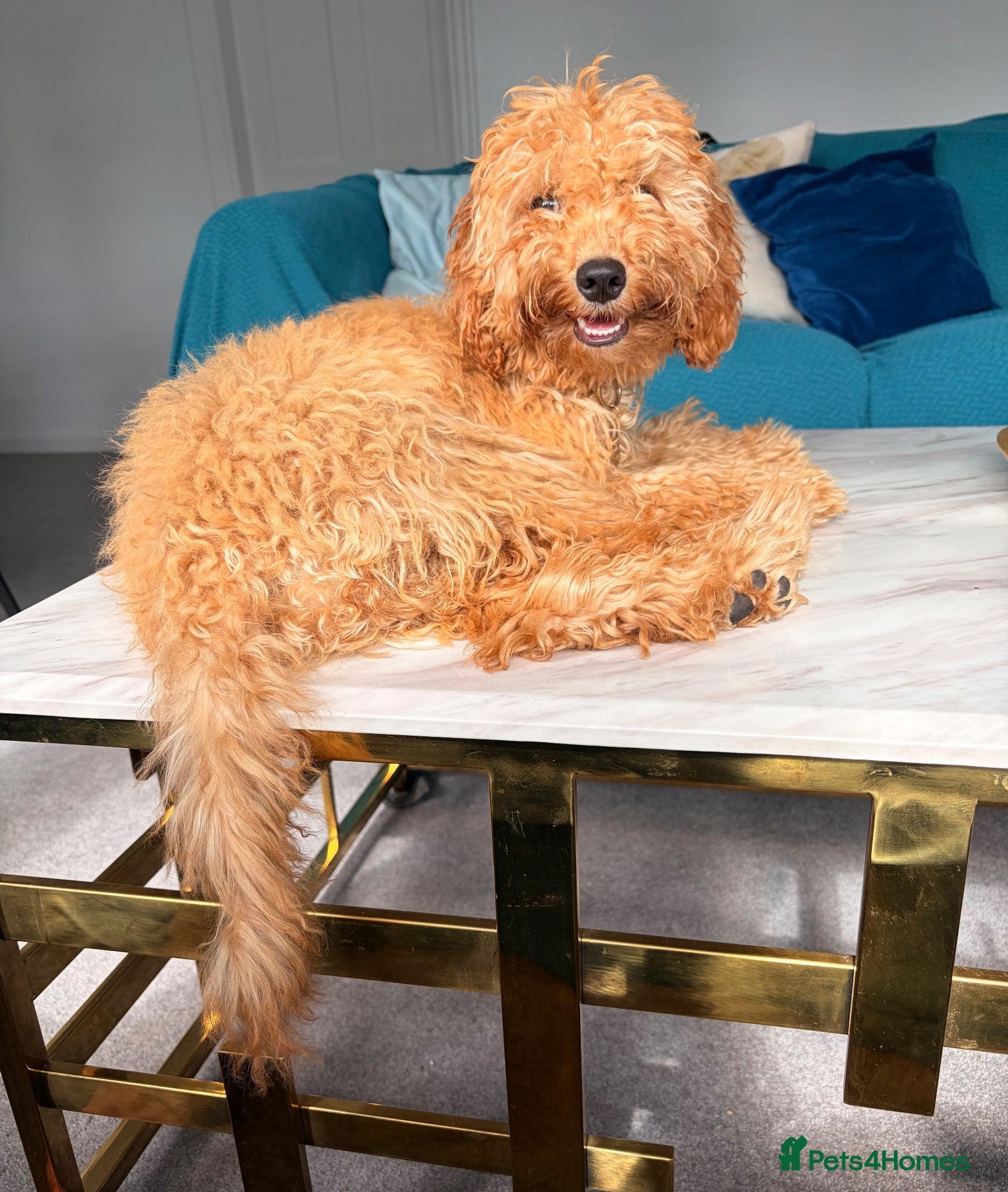 Cockapoo dogs Bailey  - Advert 2