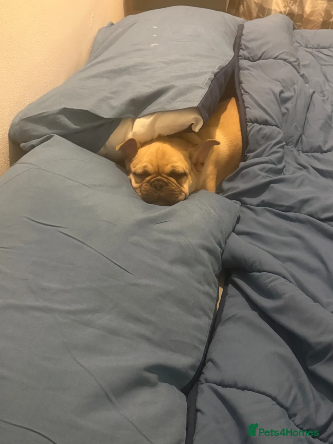 Frug dogs for sale: 6 month old Male Intact Pug / Frenchie - Frug in Leeds - Advert 5