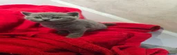 British Shorthair cats for sale: Beautiful shorthair kittens  in Maidstone - Advert 2