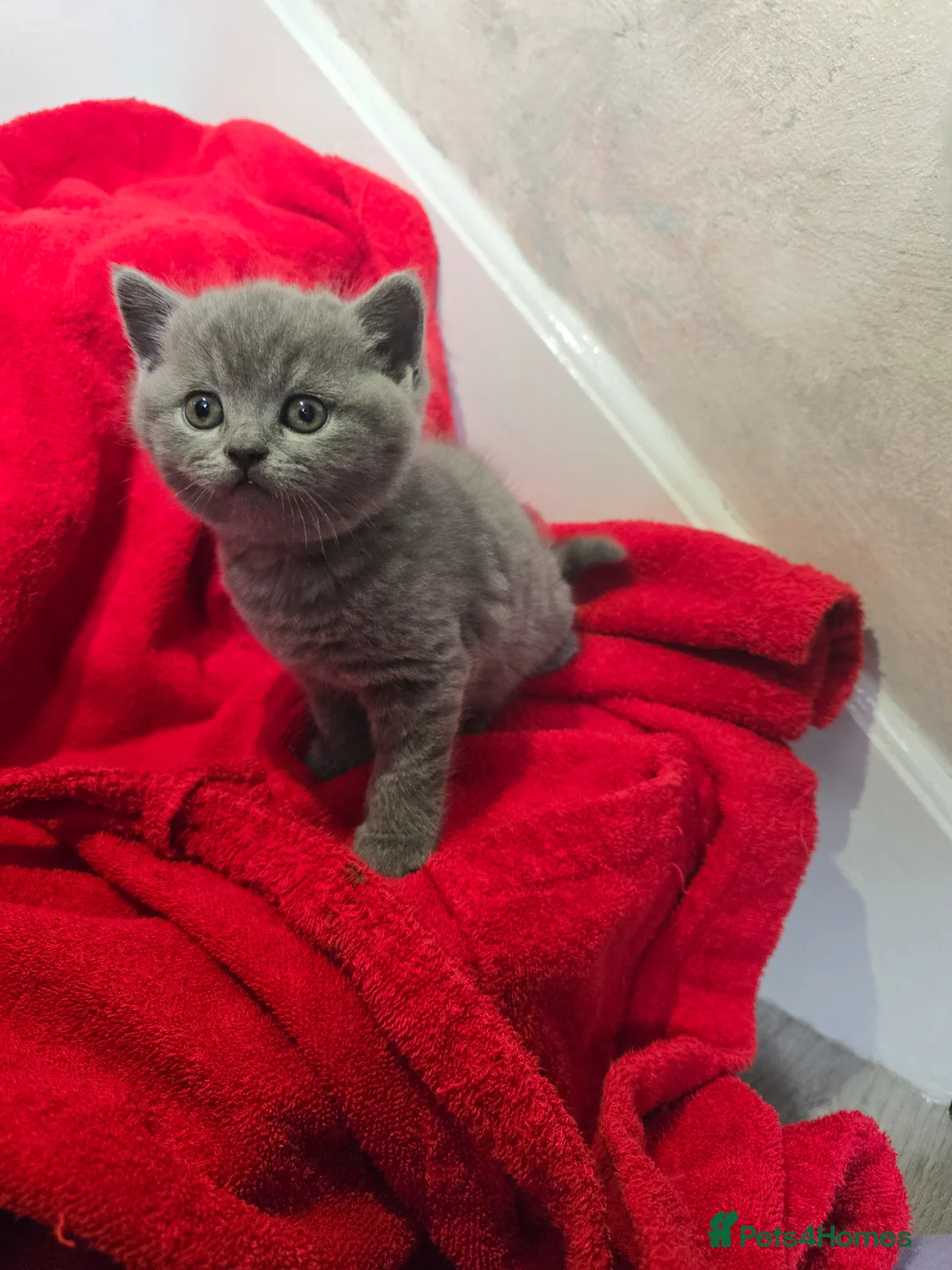 British Shorthair cats for sale: Beautiful shorthair kittens  in Maidstone - Advert 2