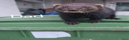 Ferret rodents for sale: 2 beautiful self black Ferret Kits - Advert 7