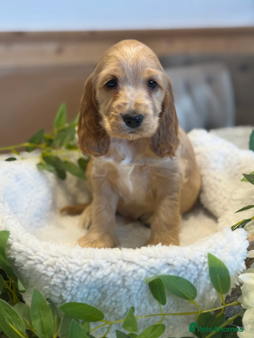 Cocker Spaniel dogs for sale: Gorgeous Golden KC show type Cocker spaniels - Advert 2
