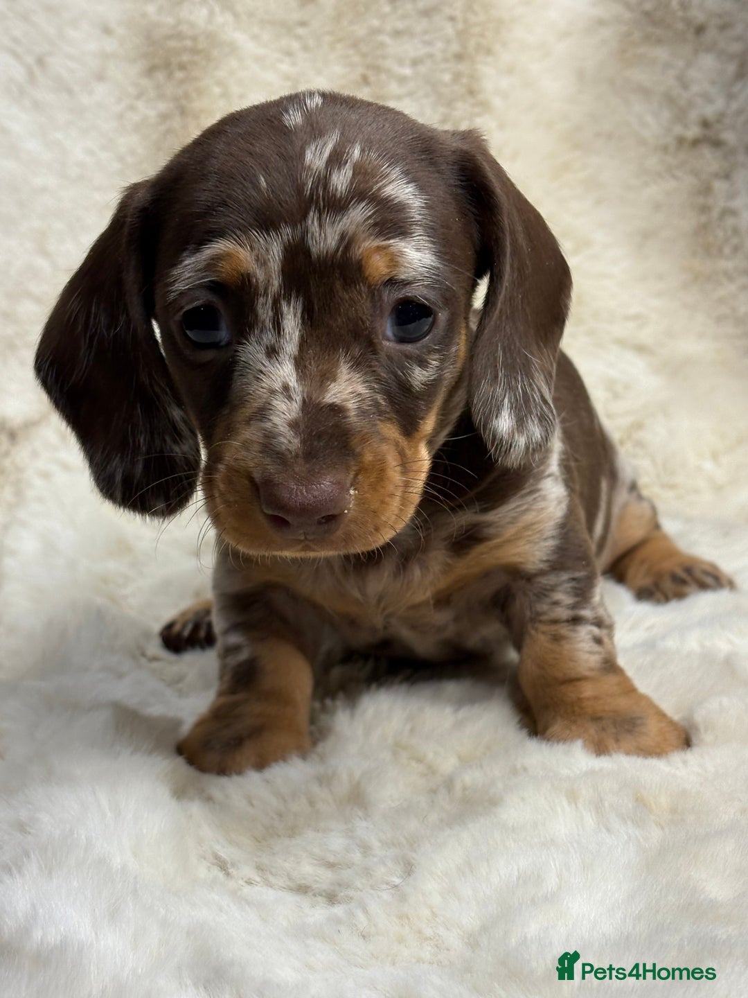 Miniature Dachshund dogs for sale: Quality health tested mini smooth dachshund pups  - Advert 4
