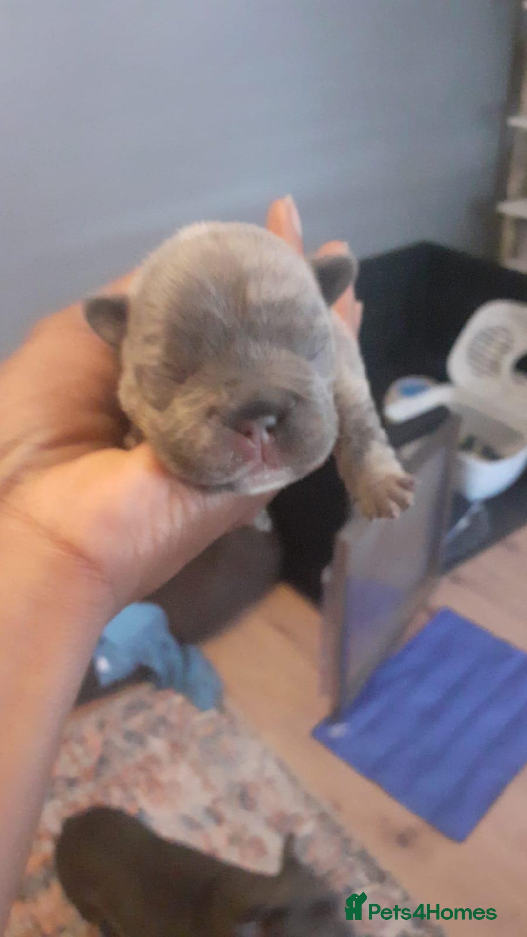 French Bulldog dogs for sale: beautiful frenchies - Image 15