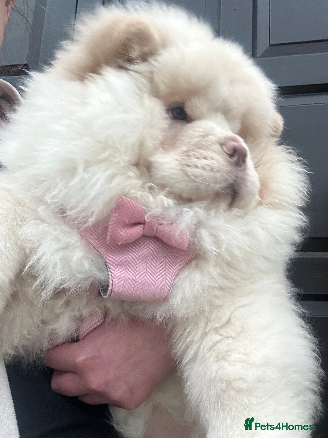 Chow Chow dogs for sale: Outstanding Quality Platinum Girl - Advert 3