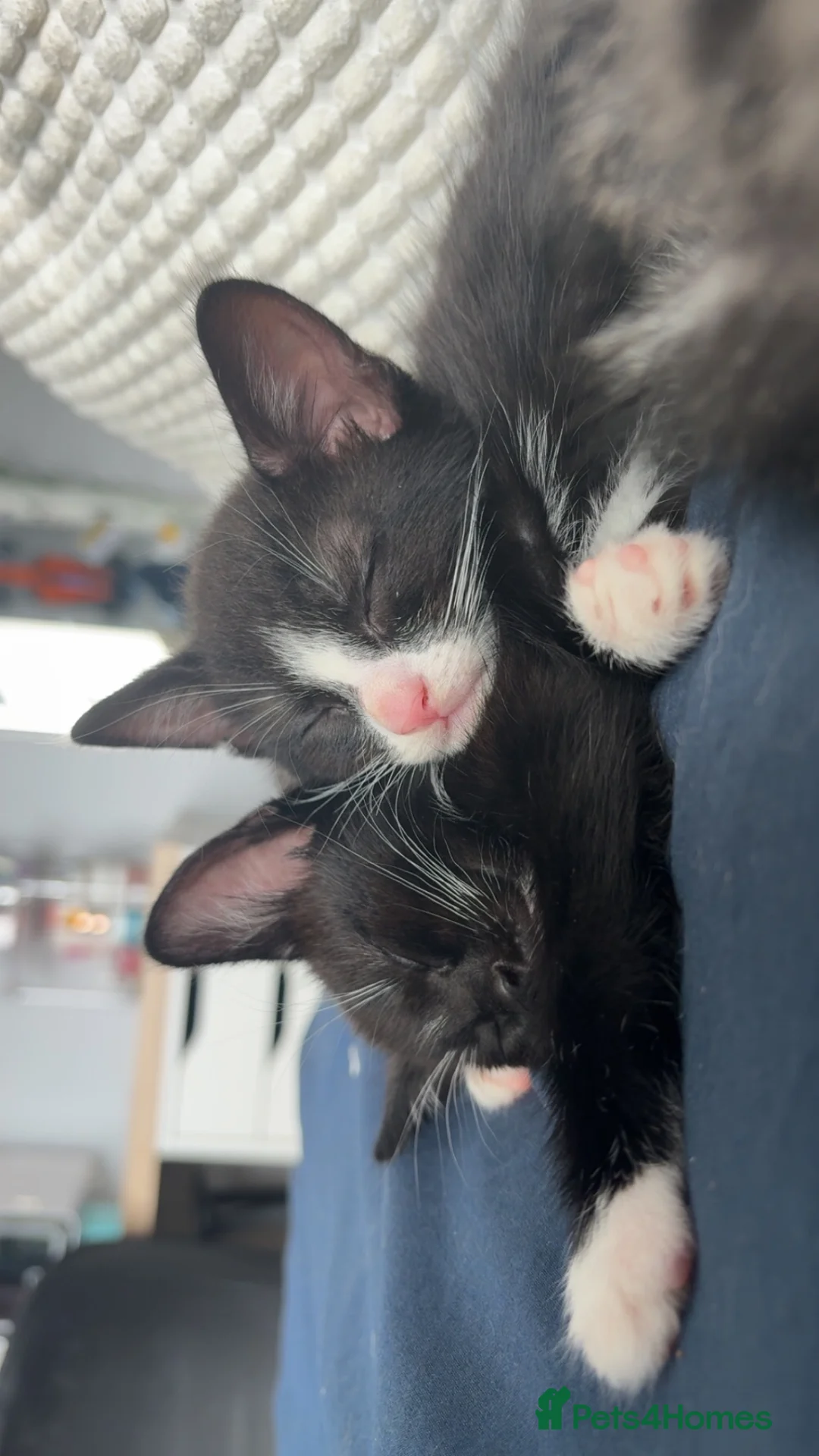 Mixed Breed cats for sale: 4 Kittens for homes  in Kendal - Advert 1