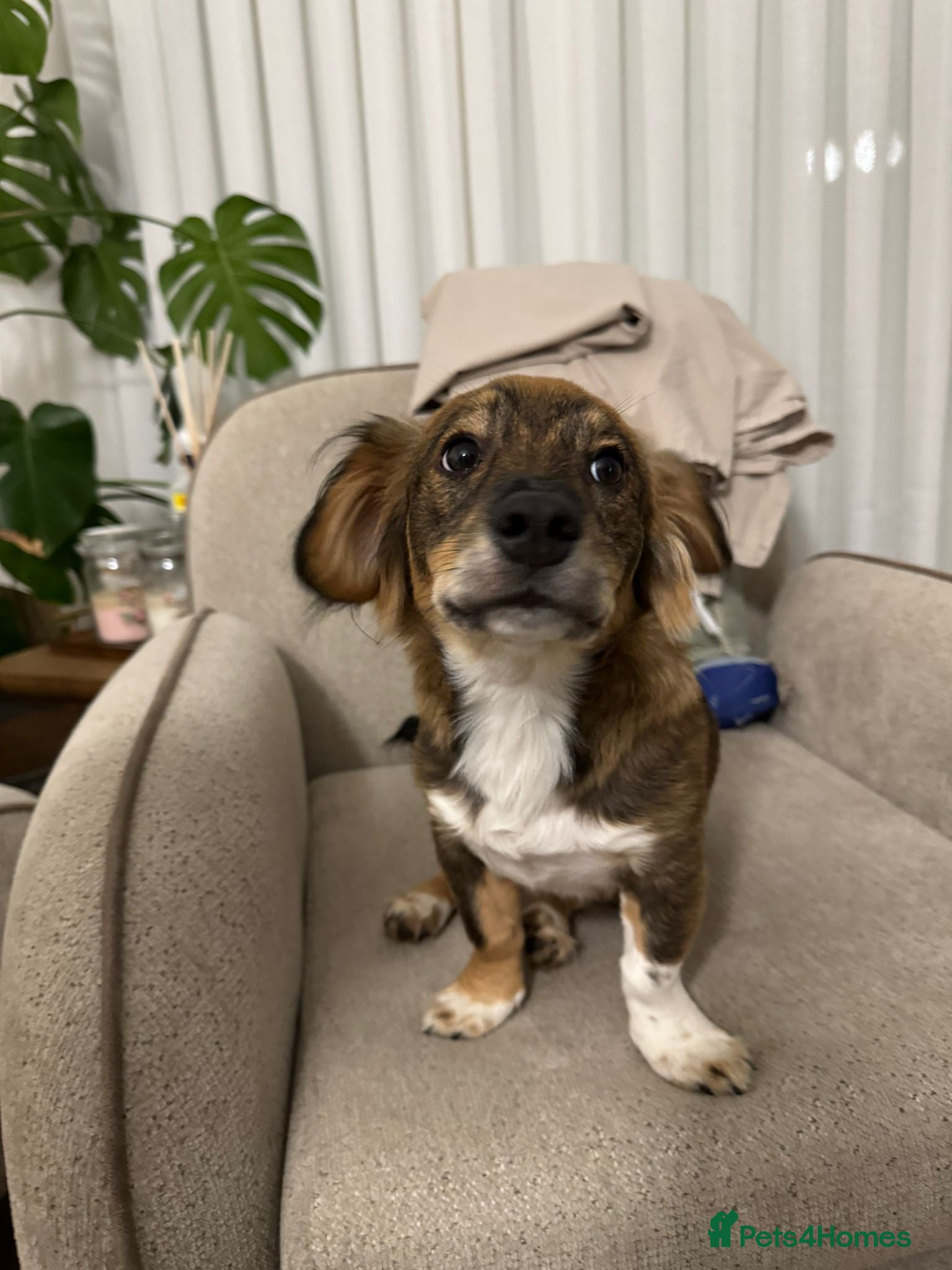 Dachshund dogs 7 Months old, Dachshund Momo Readt to Adopt - Advert 18